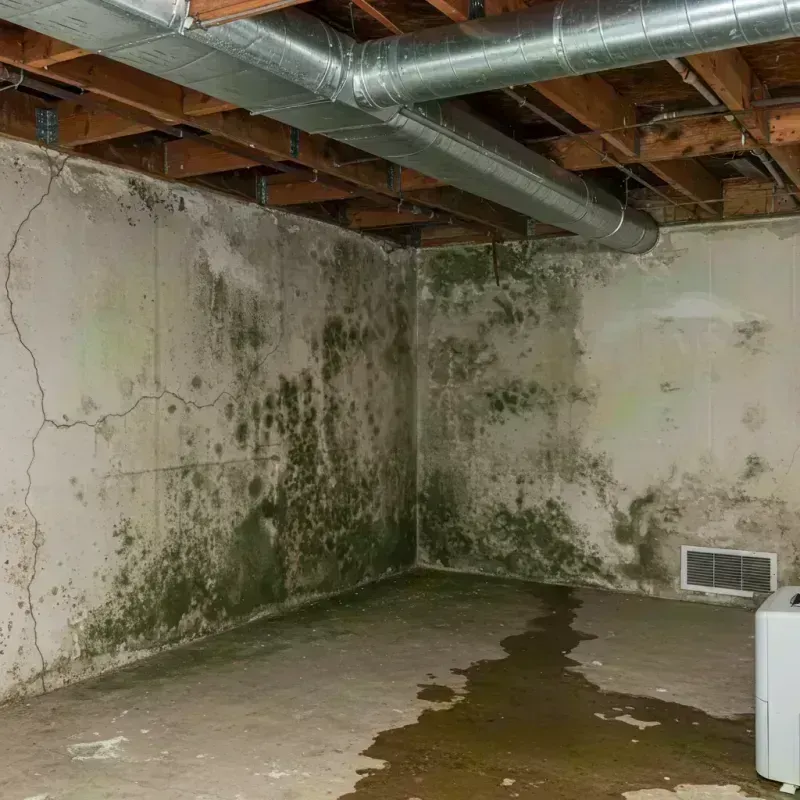 Professional Mold Removal in Roxana, IL